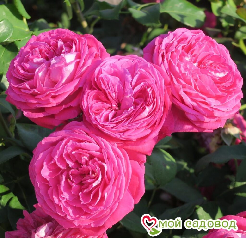 Aktrisa Kayden Kross ishtirokidagi porno tomosha qiling Viber orqali yuborilgan porno suratlar va videolar