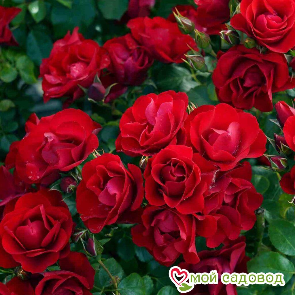 Erotik qishloq dam olish Rus porno video jurnallar