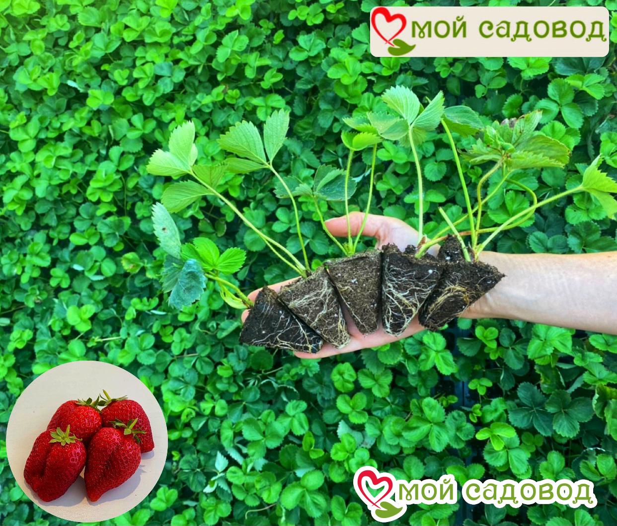 Клубника Аурелия